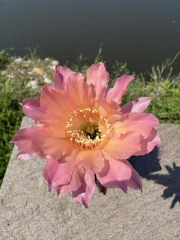 Echinopsis morgenrot